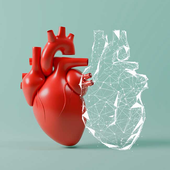 Model heart with a digital sketch double